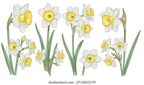 Daffodils springtime flowers with transparent background