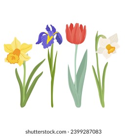 daffodils, tulipanes e iris, flores de primavera, plantas de jardín vectoriales de fondo blanco, elementos florales, ilustración botánica dibujada a mano