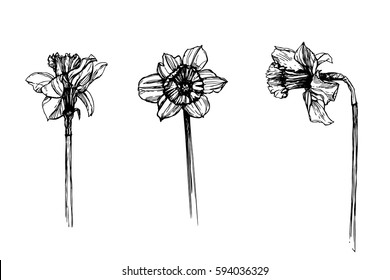 Daffodils vector set. Spring blooming flowers. Narcissus ink drawing