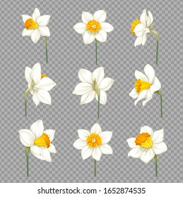 Daffodils white with yellow centers separate flowers on imitation of transparent background