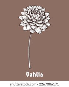 Esbozo dibujado a mano por la flor de Dahila. Ilustración vectorial. Flor primaveral.