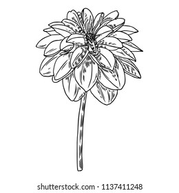 Dahlia. Botanical illustration. Design elements in black and white. Floral head for wedding decoration, Valentine's Day, Mother's Day, sales and other events. Vector.