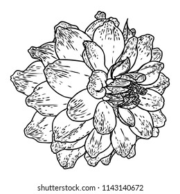 Dahlia. Botanical illustration. Design elements in black and white. Floral head for wedding decoration, Valentine's Day, Mother's Day, sales and other events. Vector.