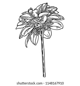 Dahlia. Botanical illustration. Design elements in black and white. Floral head for wedding decoration, Valentine's Day, Mother's Day, sales and other events. Vector.