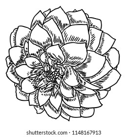 Dahlia. Botanical illustration. Design elements in black and white. Floral head for wedding decoration, Valentine's Day, Mother's Day, sales and other events. Vector.