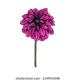 Dahlia. Botanical illustration. Design elements in black and color. Floral head for wedding decoration, Valentine's Day, Mother's Day, sales and other events. Vector.