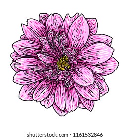 Dahlia. Botanical illustration. Design elements in black and color. Floral head for wedding decoration, Valentine's Day, Mother's Day, sales and other events. Vector.