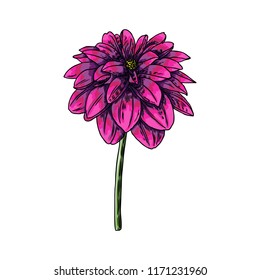 Dahlia. Botanical illustration. Design elements in black and color. Floral head for wedding decoration, Valentine's Day, Mother's Day, sales and other events. Vector.
