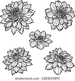 Dahlia daisy hand drawn vector flower head illustration set, floral clip art elements, elegant botanical decoration for spring and summer designs. Isolated line art.