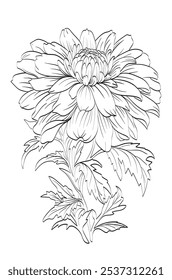 Dahlia Delicacy A Line Art Exploration