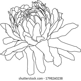 Dahlia flower. Black and white Outline vector .Illustration