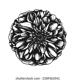 Dahlia flower. Blooming lush bud. garden plant. Hand drawn vector line art illustration. Vintage graphics.