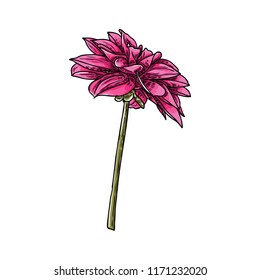 Dahlia flower. Botanical black and color ink vintage illustration. Summer design elements. Related species include the daisy, chrysanthemum, and zinnia. Floral head. Vector.