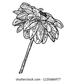 Dahlia flower. Botanical black and white ink vintage illustration. Summer design elements. Related species include the daisy, chrysanthemum, and zinnia. Floral head. Vector.