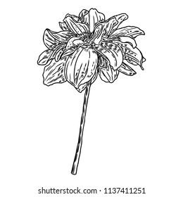 Dahlia flower. Botanical black and white ink vintage illustration. Summer design elements. Related species include the daisy, chrysanthemum, and zinnia. Floral head. Vector.