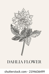 Dahlia flower. Botanical illustration. Black and white.