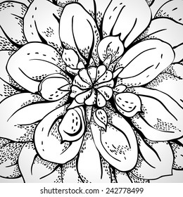 Dahlia flower close-up, line art, monochrome. Use clipping mask.