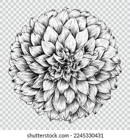 Dahlia flower drawing vector illustrations. Botanical floral hand drawn element.