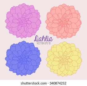 Dahlia Flower in Full Bloom