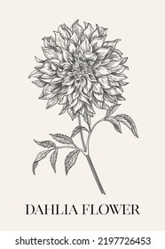 Dahlia flower. Handmade. Drawing. Vector botanical illustration.