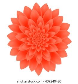 Dahlia flower isolated on white background.