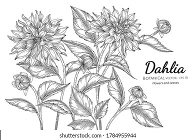 Dahlia flower and leaf hand drawn botanical illustration with line art on white backgrounds. 