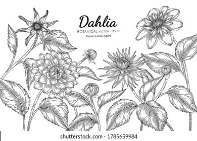 Dahlia flower and leaf hand drawn botanical illustration with line art on white backgrounds. 
