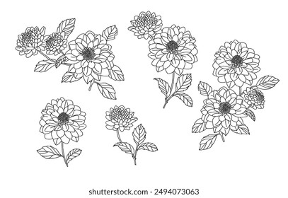 Dahlia flower line drawing set, hand draw vector line drawing