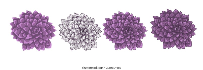 Dahlia flower object. Vector illustration