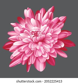  Dahlia flower on a dark grey background isolated ,Closeup. for 
design. vector isolated flower , red