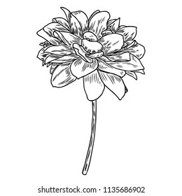 Dahlia flower, related species include the daisy, chrysanthemum, and zinnia. Ink floral art. Floral head for wedding decoration, Valentine's Day, Mother's Day, sales and other events. Vector.
