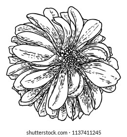 Dahlia flower, related species include the daisy, chrysanthemum, and zinnia. Ink floral art. Floral head for wedding decoration, Valentine's Day, Mother's Day, sales and other events. Vector.