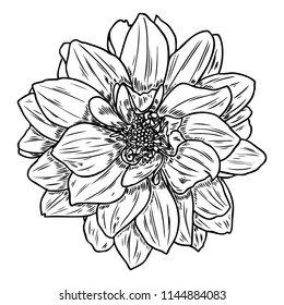 Dahlia flower, related species include the daisy, chrysanthemum, and zinnia. Ink floral art. Floral head for wedding decoration, Valentine's Day, Mother's Day, sales and other events. Vector.