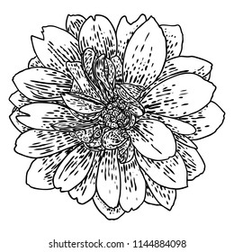 Dahlia flower, related species include the daisy, chrysanthemum, and zinnia. Ink floral art. Floral head for wedding decoration, Valentine's Day, Mother's Day, sales and other events. Vector.