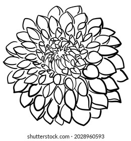 Dahlia Flower. Vector Black And White Line Drawing Of Dahila. Line Art, Sketch, Hand Drawn Illustration