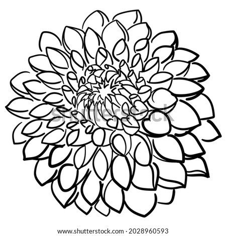 Dahlia flower. Vector black and white line drawing of dahila. Line art, sketch, hand drawn illustration