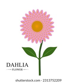 Vector de flores de Dahlia. Ilustración plana de la hermosa flor Dahlia con hojas. Los dahlias son plantas perennes con raíces tuberosas. ilustración vectorial plana y cartográfica aislada