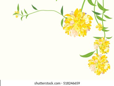 dahlia flower yellow color on white background