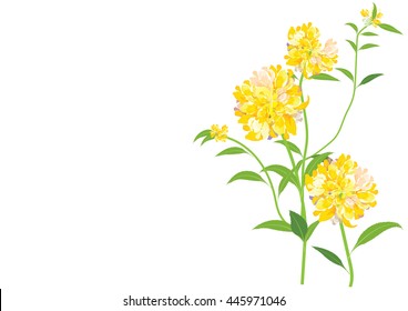 dahlia flower ,yellow  flowers on white background,vector illustration