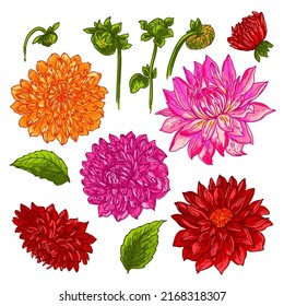 Dahlia Flowers Color Drawn On A White Background. Vector Sketch Of Flowers.