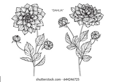 Dahlia Flowers Drawing And Sketch With Line-art On White Backgrounds.