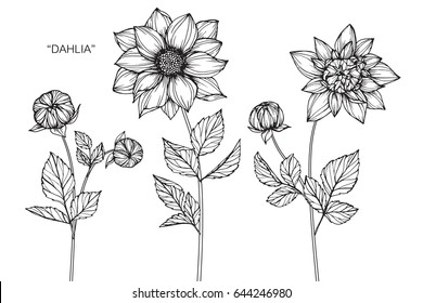 Dahlia Flowers Drawing And Sketch With Line-art On White Backgrounds.