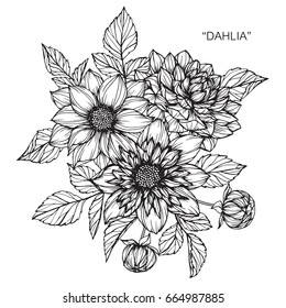 Dahlia Flowers Drawing And Sketch With Line-art On White Backgrounds.