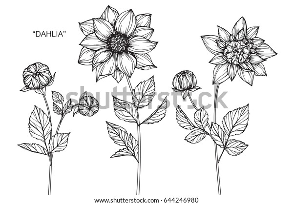 白い背景にダリアの花を描き 線画でスケッチします のベクター画像素材 ロイヤリティフリー