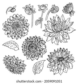 Dahlia Flowers Line Drawn On A White Background. Vector Sketch Of Flowers.