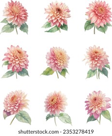 Dahlia flowers set isolated on white background.Vector illustration.