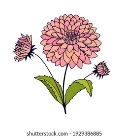 Dahlia Flowers. Vector Stock Illustration Eps10. Hand Drawing