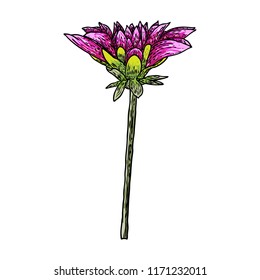 Dahlia head. Botanical vintage ink illustration. Hand drawn flower and herb isolate on white background. Black and color florist elements. Vector.