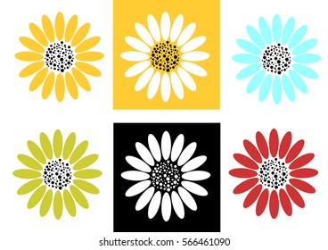 Dahlia with multiple color on white background.