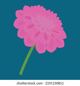 dahlia con fondo azul